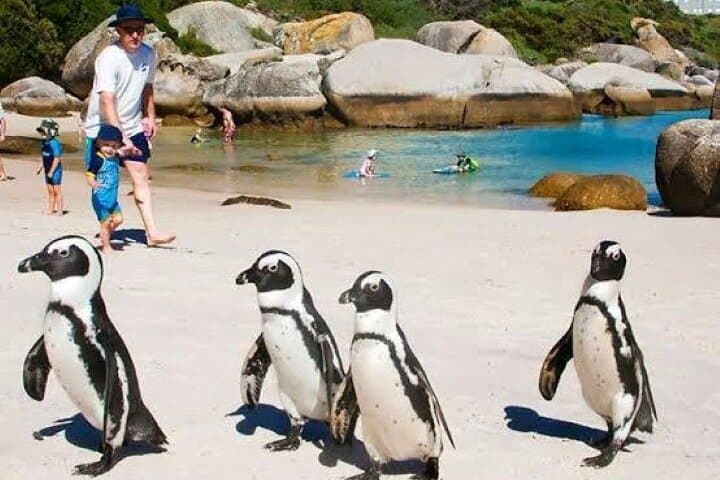 Cape Point & Boulders Beach Penguins Full-Day Tour from Cape Town photo 6
