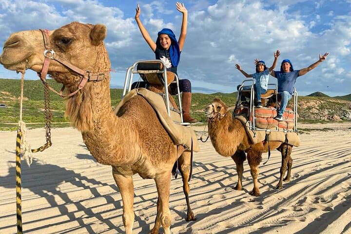Camel Ride on Migrino Beach: Private Small-Group Coastal Adventure in Cabo photo 2