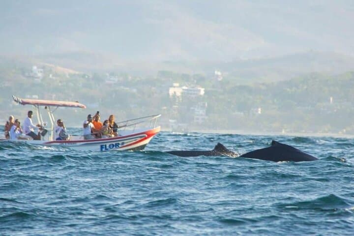 Puerto Escondido Dolphin & Whale Watching Boat Trip — Marine Wildlife Cruise photo 3