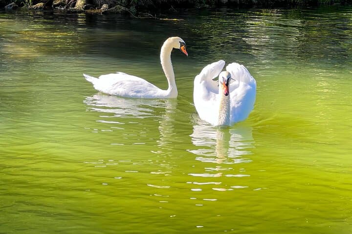 Exploring Lake Austin: A 2-Hour Pontoon Boat Tour with Sun Shading and Scenic Views photo 2