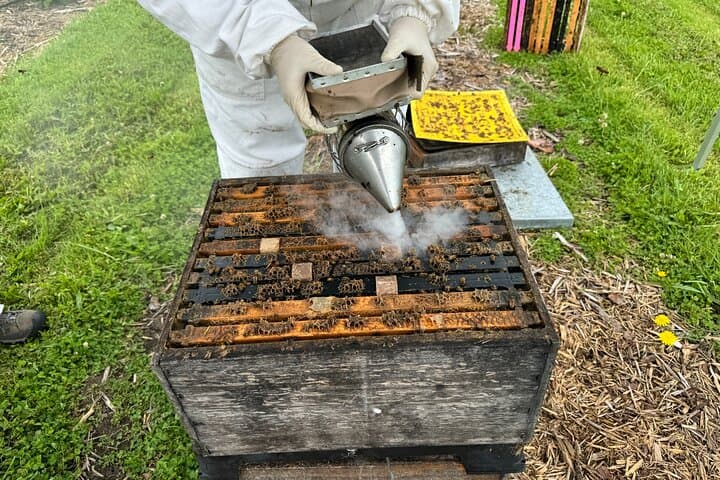 Martinborough Day Tour: Private Food, Wine & Artisan Tastings from Wellington photo 4