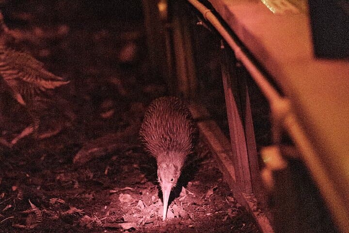 Franz Josef Wildlife Centre: Kiwi, Tuatara & Penguin Encounters photo 2