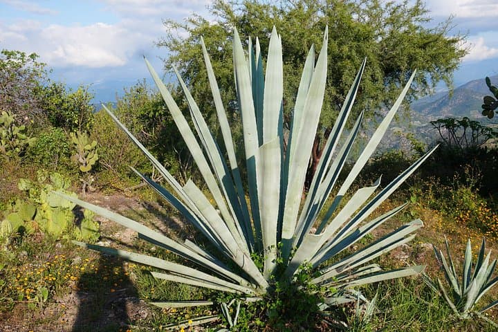 Oaxaca Day Trip: Markets, Hierve el Agua & Mezcal Tasting photo 3