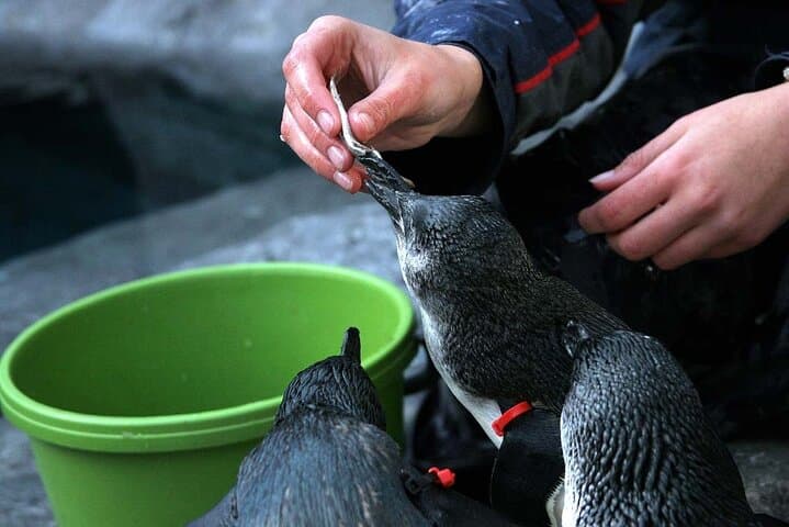 Franz Josef Wildlife Centre: Kiwi, Tuatara & Penguin Encounters photo 4