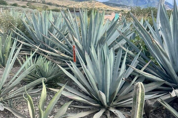 Oaxaca Day Trip: Markets, Hierve el Agua & Mezcal Tasting