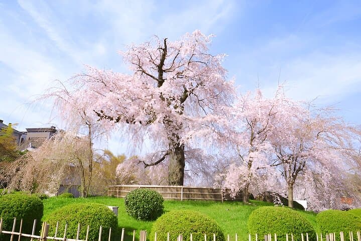 Sapporo City Discovery Private Tour — Full-Day Local Guide-Led Itinerary photo 6