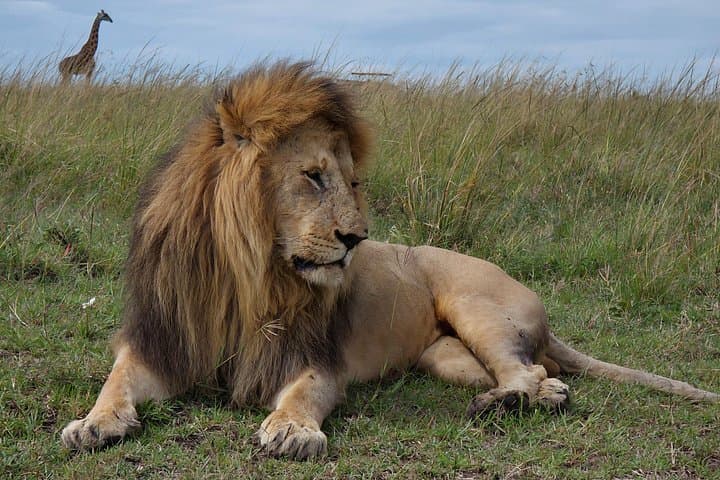 Maasai Mara 3-Day Safari Adventure: Big Cats, Migration & Rift Valley Drives photo 3