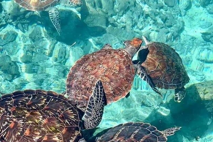 Private Half-Day Dolphins and Snorkeling at Mnemba Atoll — Zanzibar Boat Trip photo 3