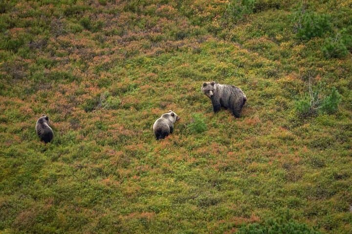 Hike and Bear-Watch in the High Tatras: Podbanské Guided Tour
