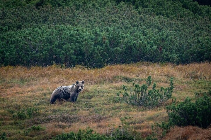 Hike and Bear-Watch in the High Tatras: Podbanské Guided Tour photo 4