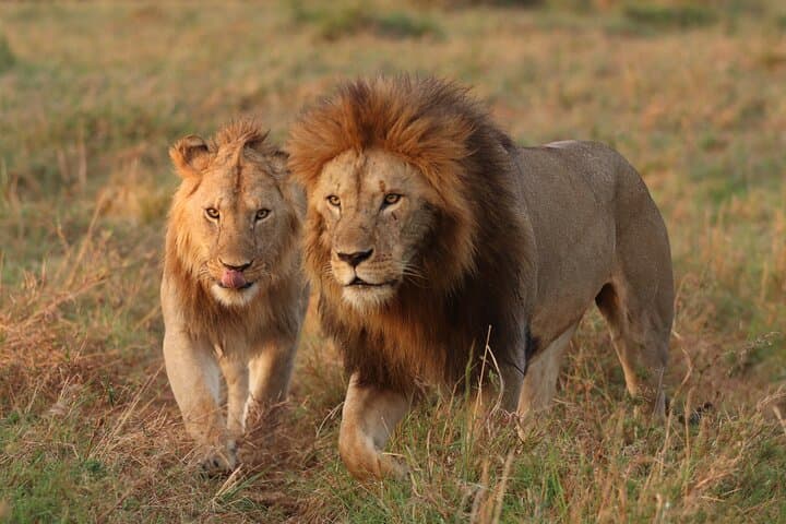 Maasai Mara Safari: 3-Day Big Five Game Drive & Wildlife Experience photo 6