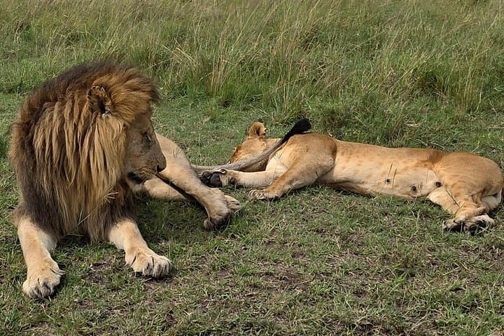 4-Day Masai Mara Safari Adventure — Big Cats, Migratory Wonders & Private Game Drives photo 4