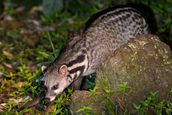 3-Day Danum Valley Lost World Expedition from Lahad Datu photo 6