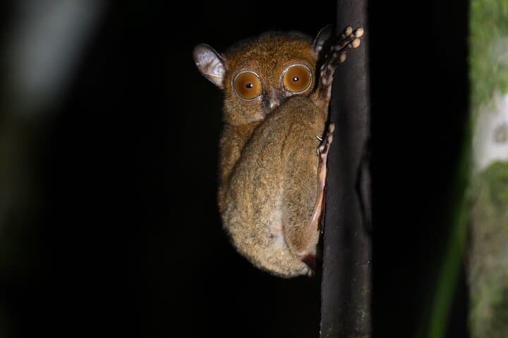 3-Day Danum Valley Lost World Expedition from Lahad Datu photo 5