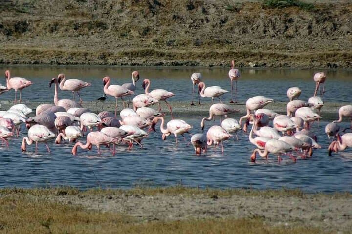 3-Day Private Adventure: Dholavira, White Rann & Little Rann Jeep Safari photo 3
