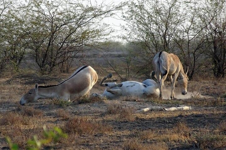 3-Day Private Adventure: Dholavira, White Rann & Little Rann Jeep Safari photo 5