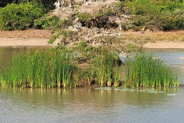 Wilpattu Wild Haven Safari from Anuradhapura — Full-Day Leopard & Elephant Experience photo 6