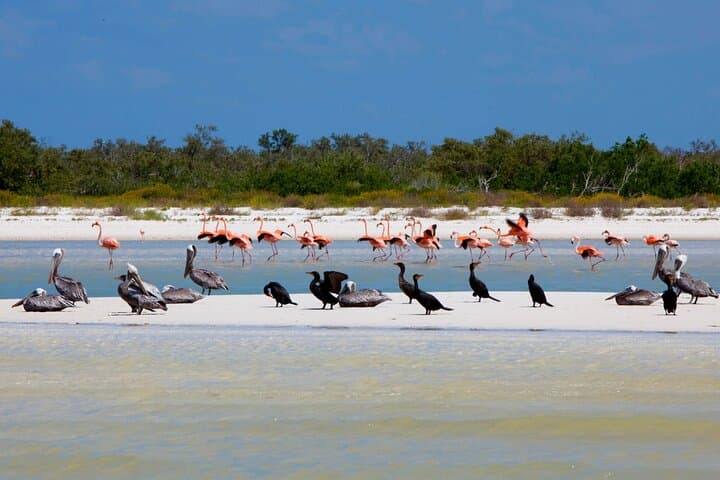 Holbox Bird Island, Passion Island & Yalahau Cenote Day Tour photo 6