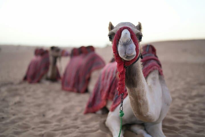 Sealine Desert Sunset Safari & BBQ — Dune Bashing, Camel Ride and Inland Sea Visit photo 3
