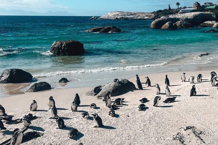 Cape Peninsula Jeep Safari — Cape Point, Chapman’s Peak & Boulders Beach photo 5
