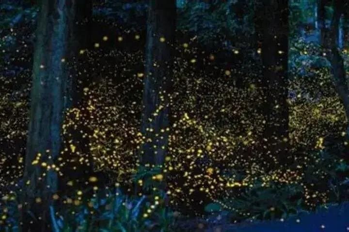 Kuala Selangor Firefly Tour: Night Boat Ride, Bukit Melawati & Cultural Stops