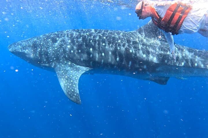 Private Whale Shark Snorkel Adventure — Isla Mujeres & Cancun (May–Sept) photo 2