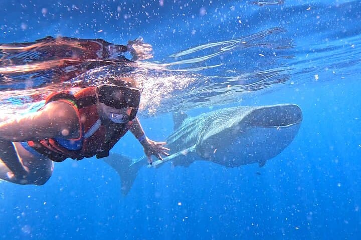 Private Whale Shark Snorkel Adventure — Isla Mujeres & Cancun (May–Sept) photo 6