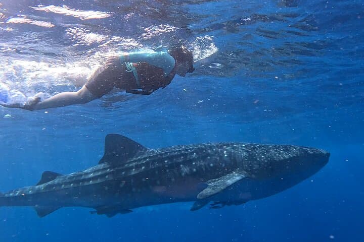 Private Whale Shark Snorkel Adventure — Isla Mujeres & Cancun (May–Sept) photo 4
