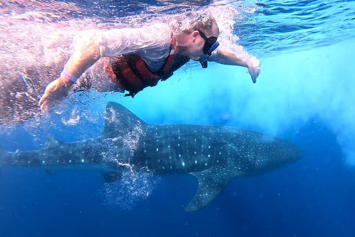 Private Whale Shark Snorkel Adventure — Isla Mujeres & Cancun (May–Sept) photo 5
