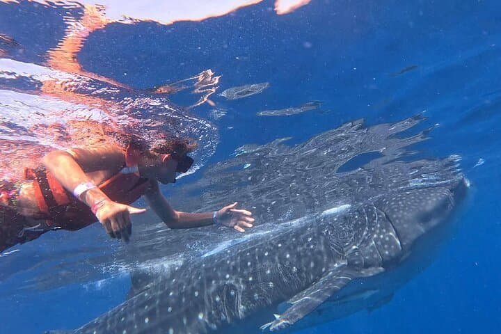 Private Whale Shark Snorkel Adventure — Isla Mujeres & Cancun (May–Sept)