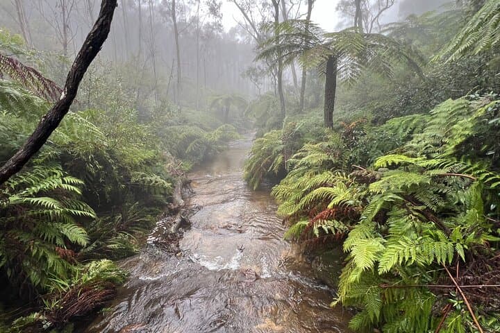 Blue Mountains private group day tour from Sydney: Three Sisters, waterfalls & local honey tasting photo 3