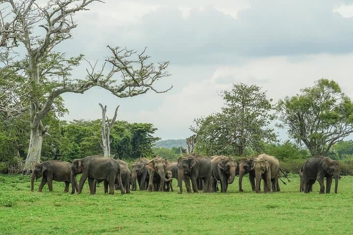 Elephant Safari from Sigiriya: Minneriya, Kaudulla & Hurulu National Park Guide photo 2