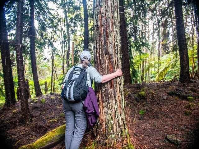 Exploring Kona's Cloud Forest Sanctuary: A Pantropical Walking Tour