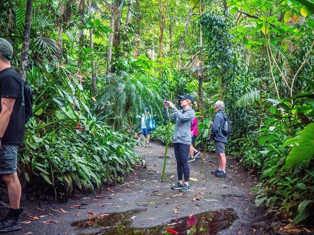 Exploring Kona's Cloud Forest Sanctuary: A Pantropical Walking Tour photo 3