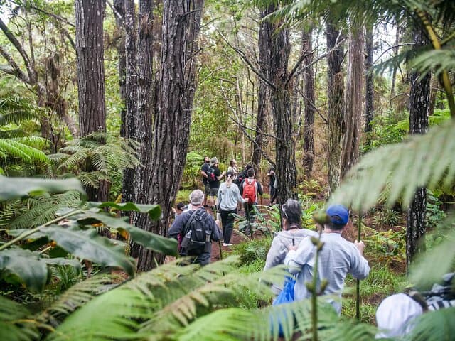Exploring Kona's Cloud Forest Sanctuary: A Pantropical Walking Tour photo 4
