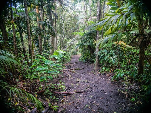 Exploring Kona's Cloud Forest Sanctuary: A Pantropical Walking Tour photo 5