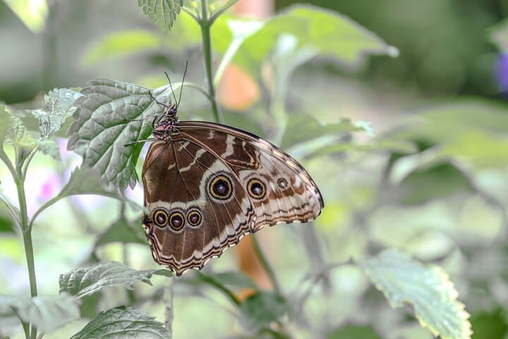 Inside Dubai Butterfly Garden: Explore 15,000 Butterflies in 10 Climate-Controlled Domes photo 4
