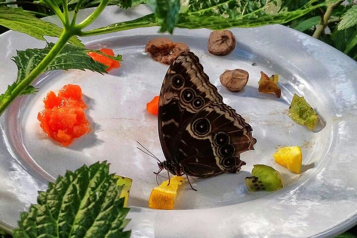 Inside Dubai Butterfly Garden: Explore 15,000 Butterflies in 10 Climate-Controlled Domes photo 5