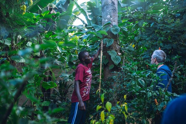 Arusha Banana Bliss: Coffee, Medicinal Herbs & Hidden Waterfall Tour photo 4