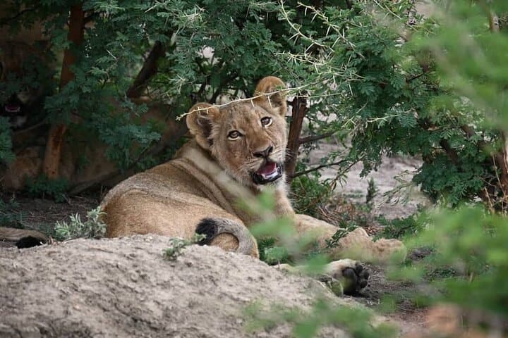 Chobe Full-Day Safari from Livingstone: River Cruise, Game Drive & Lunch photo 2