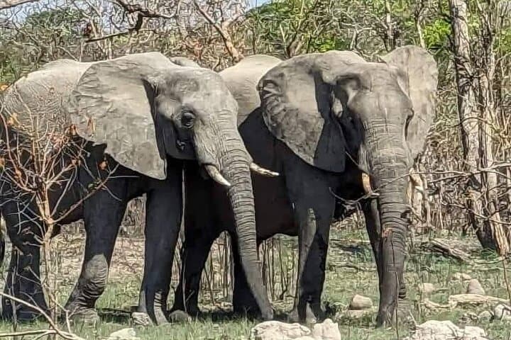 Chobe Full-Day Safari from Livingstone: River Cruise, Game Drive & Lunch