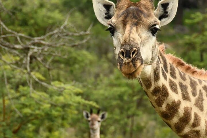 Chobe Full-Day Safari from Livingstone: River Cruise, Game Drive & Lunch photo 3