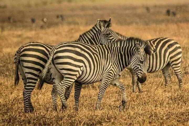 Chobe Full-Day Safari from Livingstone: River Cruise, Game Drive & Lunch photo 4