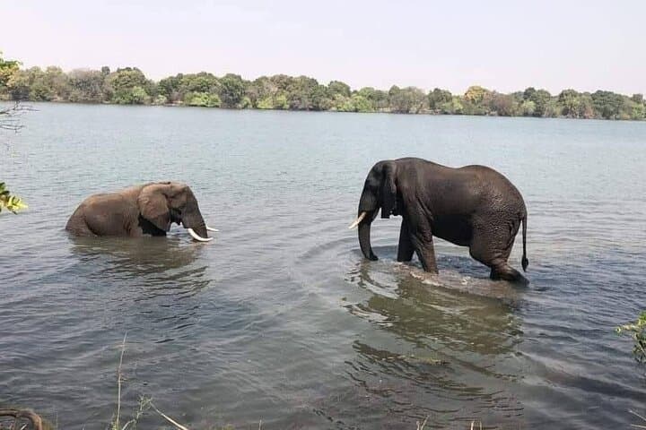 Chobe Full-Day Safari from Livingstone: River Cruise, Game Drive & Lunch photo 5