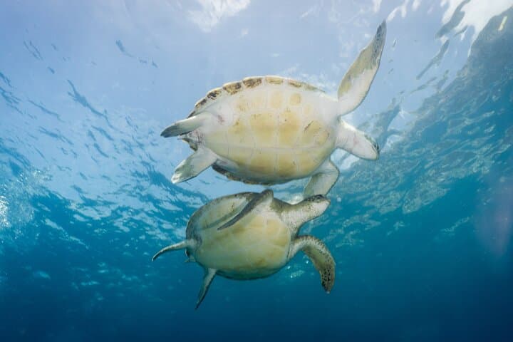 Snorkel with Turtles Off Tenerife: A Boat Adventure from Los Cristianos photo 2