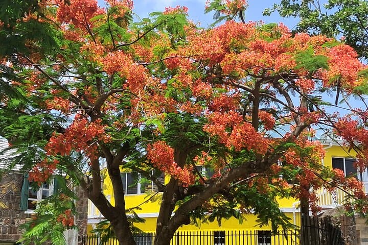 Nevis Island Historical Private Tour: Charlestown, Hamilton’s Home & Hot Springs