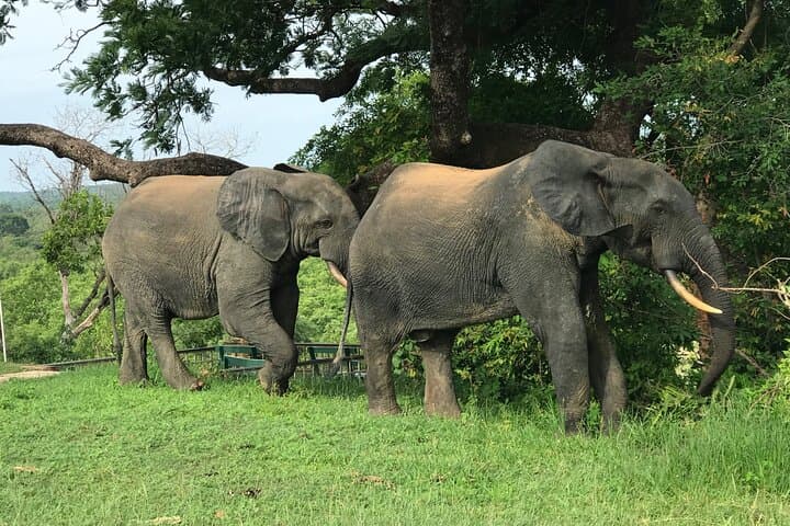 4-Day Ghana Wildlife Safari — Mole National Park, Wechiau Hippos & Tamale Culture photo 5