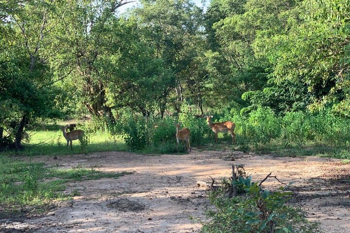 4-Day Ghana Wildlife Safari — Mole National Park, Wechiau Hippos & Tamale Culture photo 6