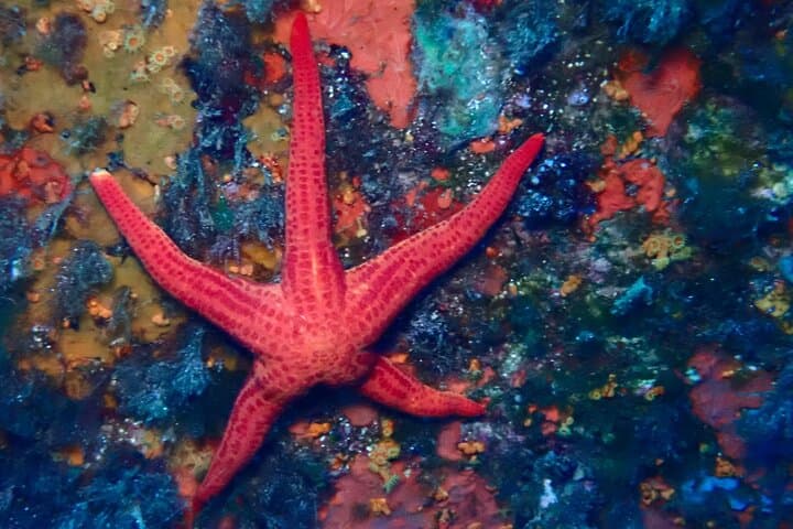 Baptism of the Sea: Introductory Scuba in La Maddalena Archipelago photo 3