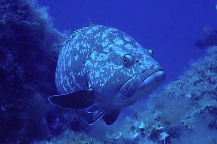 Baptism of the Sea: Introductory Scuba in La Maddalena Archipelago photo 2